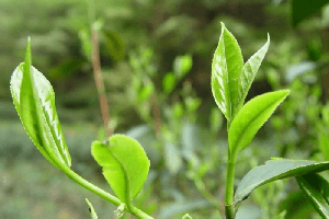 普洱茶區——秧塔